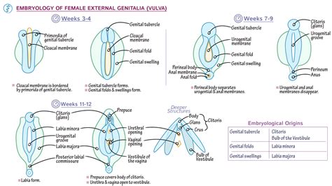 vulva pics|Female external genitalia (vulva) Video & Image.